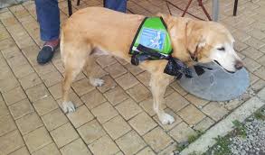Famille d'accueil chien guide d'aveugle bordeaux. La Retraite Du Chien Guide Chiens Guides Du Grand Sud Ouest
