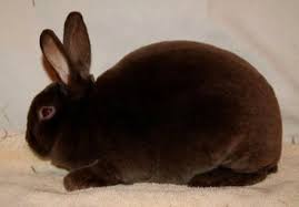 Mini Rex Color Guide Wildriver Rabbitry