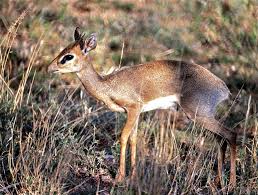Any of several very small african antelopes of the genus madoqua. Gunther S Dik Dik Wikipedia