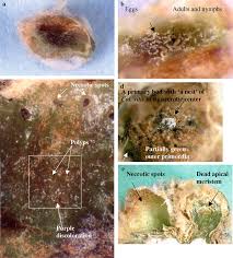 Image result for Calepitrimerus vitis