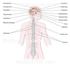 Peripheral autonomic nervous system sciencedirect. Central Nervous System Drawing At Paintingvalley Com Explore Collection Of Central Nervous System Drawing