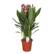 Retrouvez nos fleurs dans la catégorie plante verte à faire livrer en france. Fleurs Exotiques La Liste Des 20 Plus Belles Plantes Exotiques