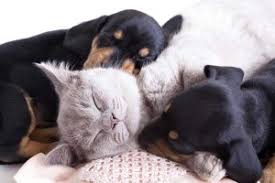 We are located at 999 harcourt rd. Veterinarian In Southwest Canton Oh Camden Animal Clinic