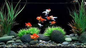 How To Care For A Goldfish Food Tank Water And Other Tips Goldfish Tank Goldfish Aquarium Fish Tank Decorations