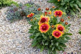 Gaillardia Blanket Flower Varieties Planting Care Tips Green And Vibrant Planting Flowers Plants Flowers Perennials