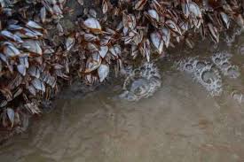 Companies in the same industry as ashtabula county community action agency, ranked by salary. Zebra Mussels Invade Lake Ashtabula