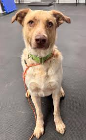 Our Reggie guy (FKA Vinny) turns 2! He is truly one of a kind. He is always  into something and mom and dad's shadow! He was the best addition to our  family