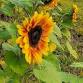 Lambertville Sunflower Festival at Bellemont Farm event image