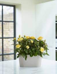 Excludes northern ireland and certain postcodes, see delivery information section for full details New In Plants M S