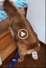 Fun Dance For The New Day Cute Funny Animals Funny Animal Videos Funny Animals