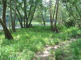 Imam abu hanifah rahmatullahi alayhi says that among the creatures that live in water, only fish is halal. What Is A Floodplain Forest