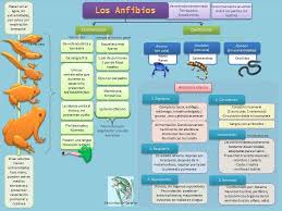 esquemas diagramas graficos y mapas conceptuales los anfibios reptiles map map screenshot