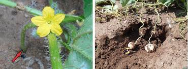 Image result for Cucumis humifructus