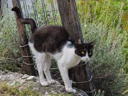 Viele katzenfreunde kennen das problem: Markieren Mit Urin