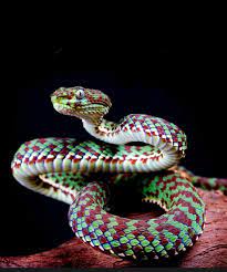 Pin By Bowserborb On Snake In 2020 Amphibians Snake Reptiles