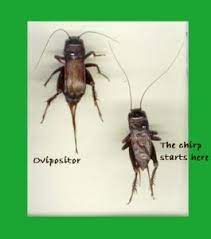 Field Cricket Gpnc