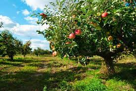 Apfel, grüner apfel, baum, apfelbaum, garten, obst, grün, gesund, frischer apfel, reif, reifer apfel, reife frucht, ernte, produzieren, organisch, frisches erzeugnis, fotos Apfelbaum Experten Tipps Von A Bis Z Plantura