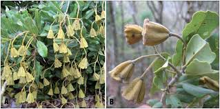 Image result for Nesogordonia