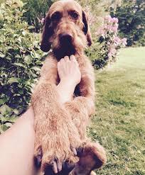 Silly Dog Always Wrapping His Paws Over My Arm When Cuddling And Then Falling Over Sillydog Cuddling Sweetboy Vizsla Silly Dogs Vizsla Dogs Dogs