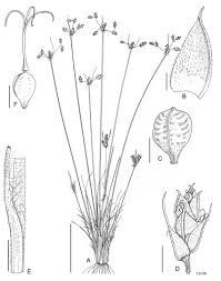 Image result for Bulbostylis hispidula