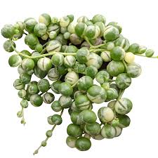 Image result for Senecio gramineticola