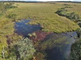 Image result for Limosella maior