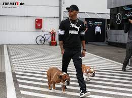 Lewis hamilton und hund coco. Delikatesse In Fernost Lewis Hamilton Kampft Fur Hunderechte In China