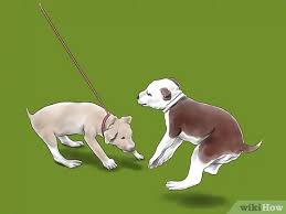 Another large and active registry with a breeder directory is the united kennel club, which was started in the united incidentally, the founder of the ukc was an american pit bull terrier breeder and the first dog registered with the uck was a pit bull. 3 Ways To Train A Pit Bull Wikihow