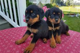 Have you been on the search for german rottweiler puppies for sale? Rottweiler Puppies For Sale In Ohio Under 300 Dollars