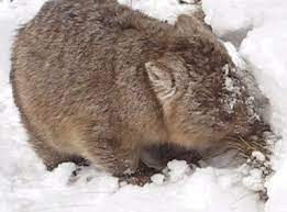 14 Australian Animals Freaking Out In The Snow Buzzfeed Latest Australian Animals Animals Wombat