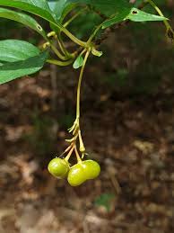 Image result for Mostuea brunonis