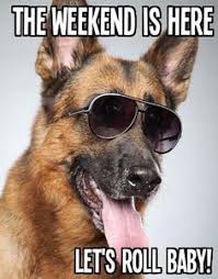 #friday #weekend #viernes #poodle #dog grooming. 310 Friday Dogs Ideas Friday Dog Dogs Its Friday Quotes