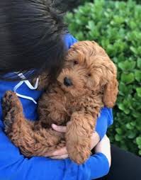 Goldendoodles are a hybrid cross between the golden retriever and the poodle. Goldendoodle Puppy For Sale Adoption Rescue For Sale In Dallas Texas Classified Americanlisted Com