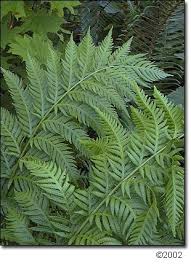 Woodwardia Fern Gathered For 2 Center Fibers Used For Basket Overlay Dyed With Bark Of Red Alder Tree Helechos Plantas Jardineria