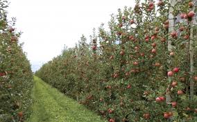 Encourages trees to put energy into fruit production instead of producing wood. Techniques And Benefits Of A Fruit Wall Good Fruit Grower