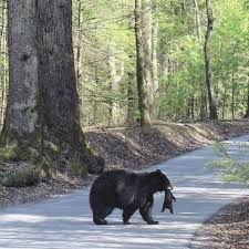 Pin On Black Bears