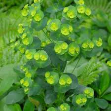 Image result for Euphorbia spissiflora