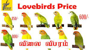 Top 10 lovebird price in india masked lovebird peach faced lovebird mauve black masked lovebird couple masked lovebird. Love Birds Price In India All Lovebirds New Price Update In 2019 2020 Youtube
