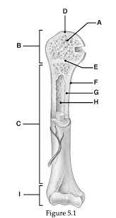 The end of the long bone is the epiphysis and the shaft is the diaphysis. Blank Diagram Of A Long Bone Label The Parts Of A Long Bone The Metaphysis Is The Wide Portion Of A Long Bone Between The Epiphysis And The Reyna Nottingham