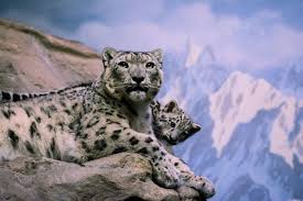 35 Adorable Snow Leopard Photos To Celebrate The Fact That They Re No Longer Endangered In 2020 Snow Leopard Pictures Leopard Pictures Snow Leopard