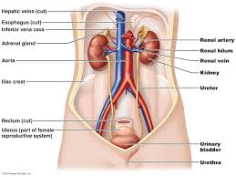 The Urinary System Physiology Medical Anatomy Human Anatomy