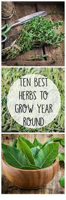 Guest Post By Emily Taylor 10 Best Herbs To Grow All Year Round Different Herbs Grow In Different Seasons So We Have To Best Herbs To Grow Herbs To Grow Herbs
