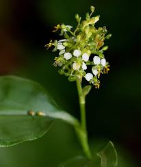 Image result for Aneilema zebrinum