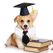 SUMERSHA Chapeau de remise de diplôme pour chien avec cravate, pompon  jaune, accessoire de costume de remise de diplôme pour petits chiens,  chapeau + cravate au cou : Amazon.ca: Animalerie