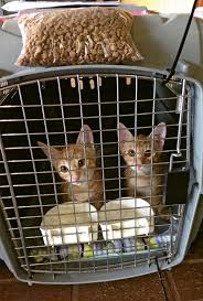 The length of the adoption process varies from organization to organization. Kitten Adoption Goes Airborne Travel Weekly