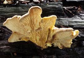 Image result for Paxillus panuoides