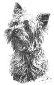 Yorkshire Terrier By Mike Sibley Hayvan Eskizleri Hayvan Cizimi Hayvan