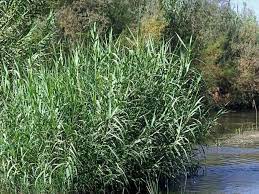 Nebraska department of agriculture, bureau of plant industry, lincoln, nebraska. Arundo Donax Profile California Invasive Plant Council