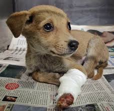 As your friendly neighborhood veterinarian, spring oaks animal care center is proud to offer a wide variety of care and maintenance options for your pet. 6 Pune Animal Shelters Dog Adoption