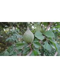 The jam fruit tree (the burgher trilogy, book 1) by. Rare Black Jam Fruit Tree For Sale Randia Monantha Not Aculeata Endemic From Veracruz Mexico